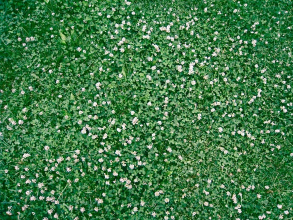 Clovers
