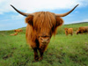 Hairy Cow in Scotland